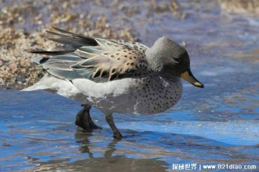 云石斑鸭浑身都是斑点 是国家级保护动物(善于飞翔)