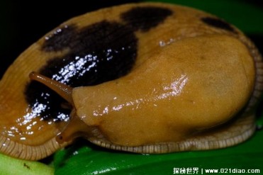 鼻涕虫的繁殖能力很强 竟然可以发展成菜肴(分布...