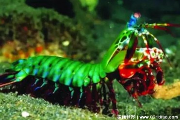 雀尾螳螂虾观赏价值高 出拳速度却很快(时速80千米)