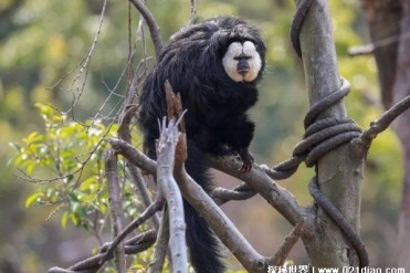 世界十大长相奇葩的猴子 赤秃猴样子丑陋(被称英...