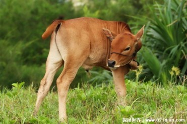 世界上体型最小的牛 小狗牛体型只有70公分(肉质...