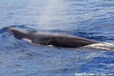 长须鲸是海洋中第二大鲸鱼 平均长度19.5米(游泳...