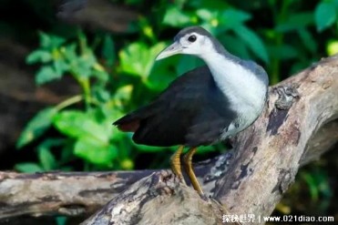 白面水鸡有着黑白分明的羽毛 这是杂食性动物(性...
