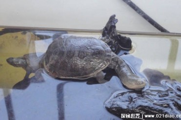 世界上脖子最长的乌龟 巨蛇颈龟长达到50厘米(比...