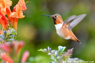 世界上最小的鸟类 蜂鸟体长只有5厘米左右(观赏价...