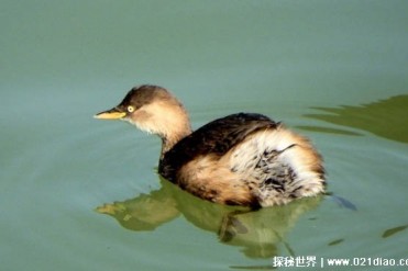 世界上最小的哺乳动物 小鼩鼱体长只有6厘米(比较...