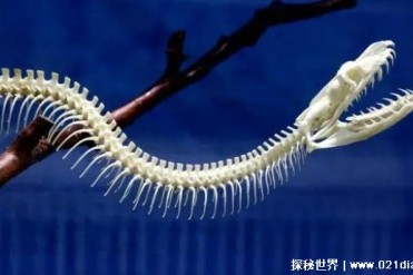 蛇的寿命一般多少年 寿命最长的蛇能活多少年(5...