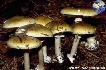 最大的毒蘑菇叫什么 最大的毒蘑菇有多大(死亡帽)