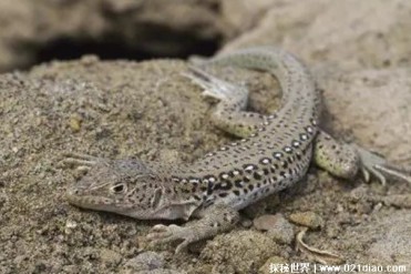 中国特有的一种小型蜥蜴 快步麻蜥分布范围窄(尾...