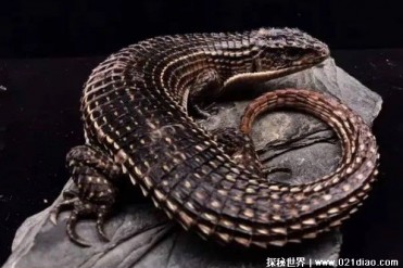非洲当地特别的蜥蜴 盾甲蜥鳞片好像金属制成(比...