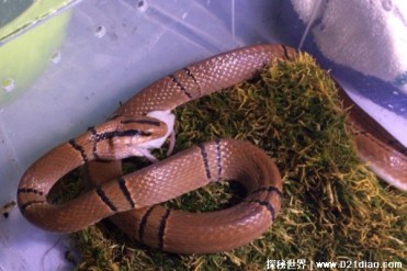 紫灰锦蛇是典型的无毒蛇 外观比较漂亮(温柔可爱)