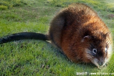 麝鼠是外来入侵物种 身体好像老鼠一样(擅长游泳)