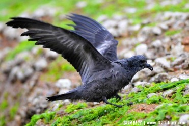体长十八厘米的小鸟 黑叉尾海燕是小型的海鸟(分...