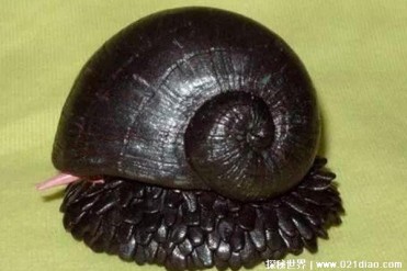 世界上最坚硬的生物 鳞角腹足蜗牛铁元素多(古老...