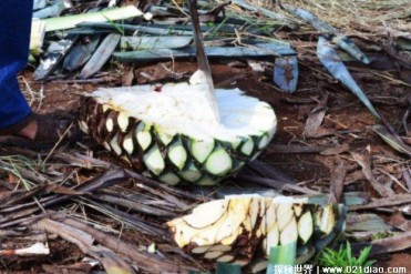 世界上最大的果子 龙舌兰果产自于墨西哥(重上百斤)