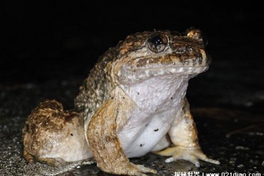 脑袋比身体还要大的大头蛙 性情比较凶悍(领地意...