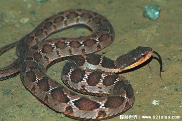 颈棱蛇长得很像毒蛇 但事实上性情很温驯(体型中等)