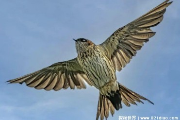 金腰燕是比较特别的鸟类 体长只有16厘米左右(观...