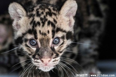 最难驯养的云豹 是主要生活在树上的豹子(比较灵活)