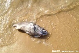  鄱阳湖成大草原 搁浅的鱼类在湖滩上大量死亡(影响较大)