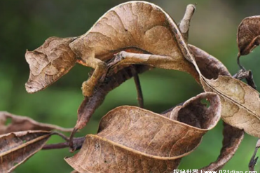 世界上十大可以变色的动物 变色龙可变换颜色(善...