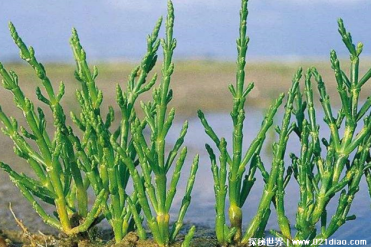 世界上最著名的耐盐植物 盐角草分布范围较广(高...