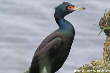 长相诡异的红脸鸬鹚 浑身上下一片漆黑(体型很大)