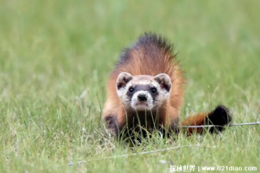 艾鼬是一种鼬科动物 体型虽小但战斗力很强(性格...