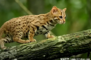 锈斑猫体型比较小 却是天生的丛林王者(极难驯服)