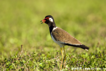 肉垂麦鸡看起来又干又瘦 但这是蝗虫的克星(食量...