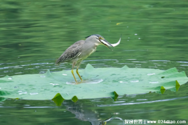 绿鹭体型较小但数量却很多 战斗力比较凶猛(体长4...