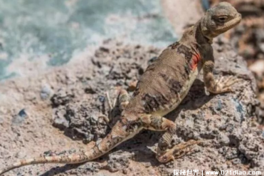 变色沙蜥是特殊的爬行动物 生存能力比较强(耐旱...