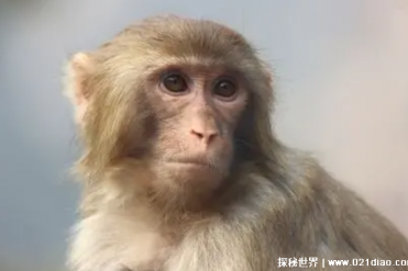 世界上十大最聪明的猴子 狒狒智商很高(群居性动物)