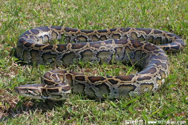 世界上十大最长的蛇 森蚺体长可以达到7米(没有毒素)