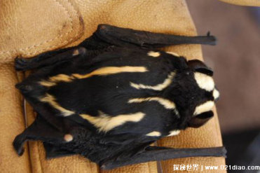 世界上十大长相奇特的蝙蝠 个个与众不同(形态奇特)