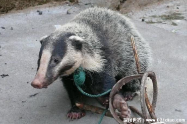 獾猪是一种比较特别的鼬科动物 性格非常凶猛(和...