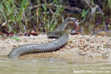 比较喜欢吃鱼的一种蛇 渔游蛇体型比较小(不超一米)