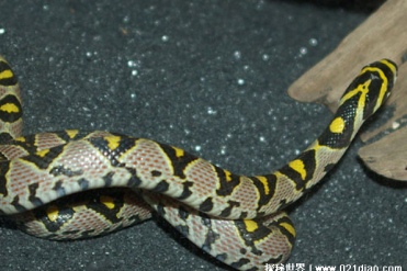玉斑丽蛇堪称是蛇中的极品美女 分布范围较广(适...