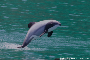 世界上十大濒危海豚 毛伊海豚数量稀少(体型较小)