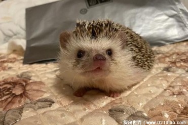 世界上最小的刺猬 迷你刺猬是非洲特有品种(体长2...