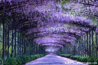 世界上最梦幻的隧道 日本紫藤花隧道比较浪漫(景...