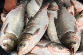  长江出现了大量野生鲢鱼 鲥鱼的生存面临危机(食物竞争者)