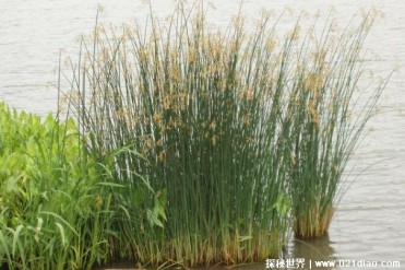 水葱是一种重要的湿地植物 外形好像是葱一样(高...