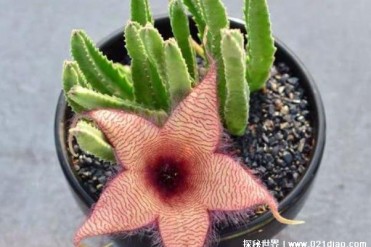 大花犀角是罕见的珍稀植物 药用价值比较高(比较...