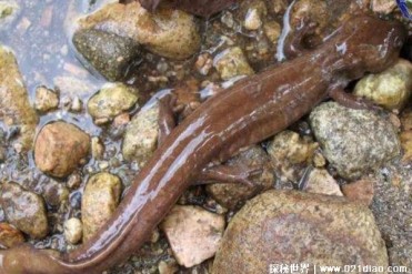 曾被用来当药材的生物 龙洞山溪鲵现得到保护(数...