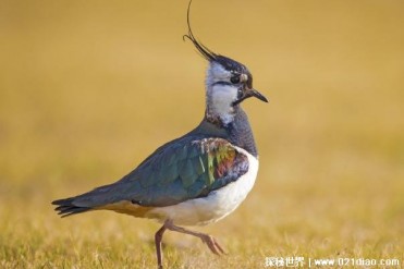 凤头麦鸡堪称鸟类中的典型吃货 食量比较大(分布...
