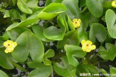 萍蓬草拥有很高的观赏价值 生态功能很强(喜欢阳光)