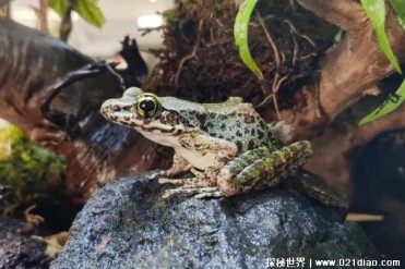 云南臭蛙是神奇的蛙类 皮肤会分泌难闻液体(体型...