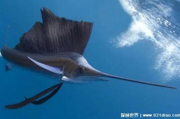 世界上十大时速最快的海洋动物 旗鱼肌肉发达(时...