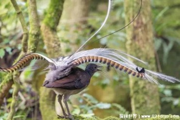 世界上十大最会跳舞的动物 华美极乐鸟很美(观赏...